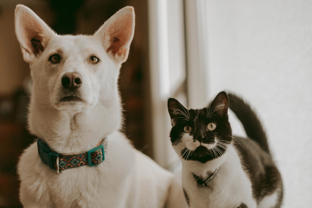 a-cat-and-a-dog-together-2022-10-31-22-12-54-utc (1)