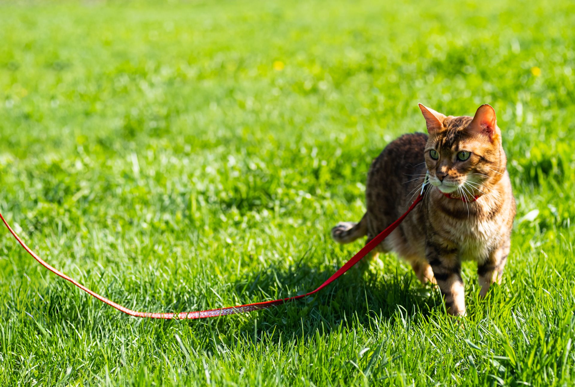 bengal-cat-with-leash-walking-around-the-yard-cut-2021-09-03-13-55-55-utc (1)