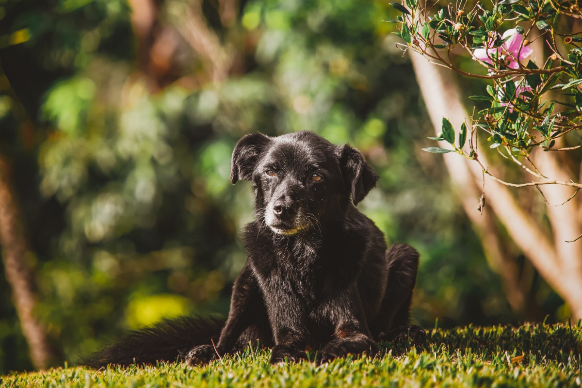 black-old-dog-portrait-2022-11-10-17-50-56-utc (1)