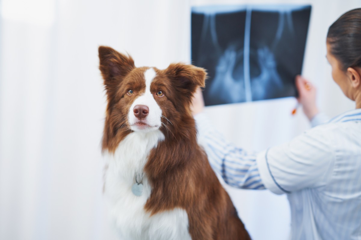 brown-border-collie-dog-during-visit-in-vet-2022-03-17-04-21-44-utc (1)
