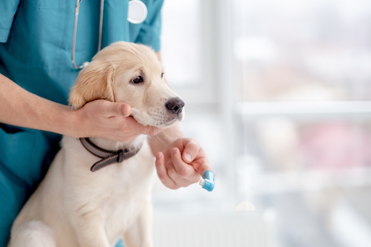 brushing-teeth-of-retriever-puppy-2023-01-20-01-24-50-utc (1)