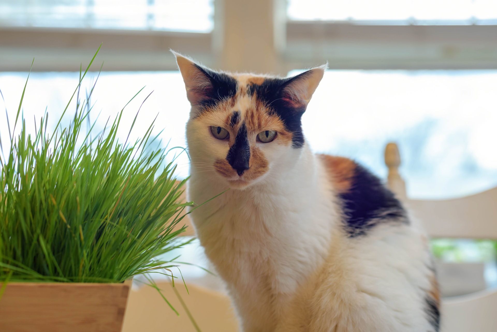 calico-cat-with-wheatgrass-2022-11-07-05-46-37-utc (1)