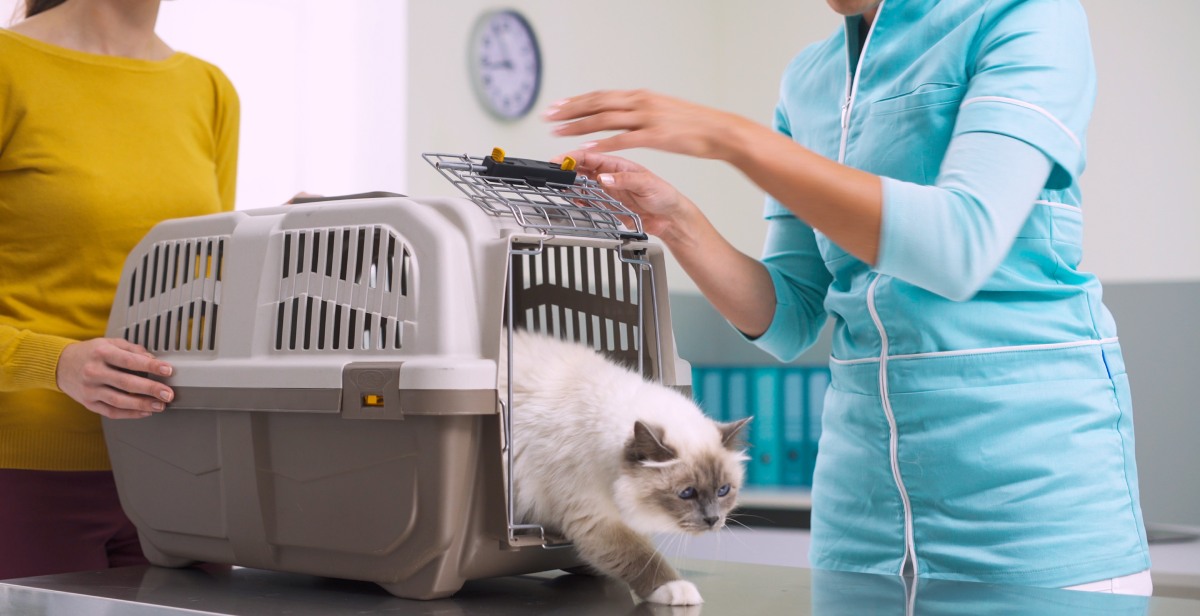 cat-in-a-pet-carrier-at-the-veterinary-clinic-2023-01-31-23-52-25-utc (1)