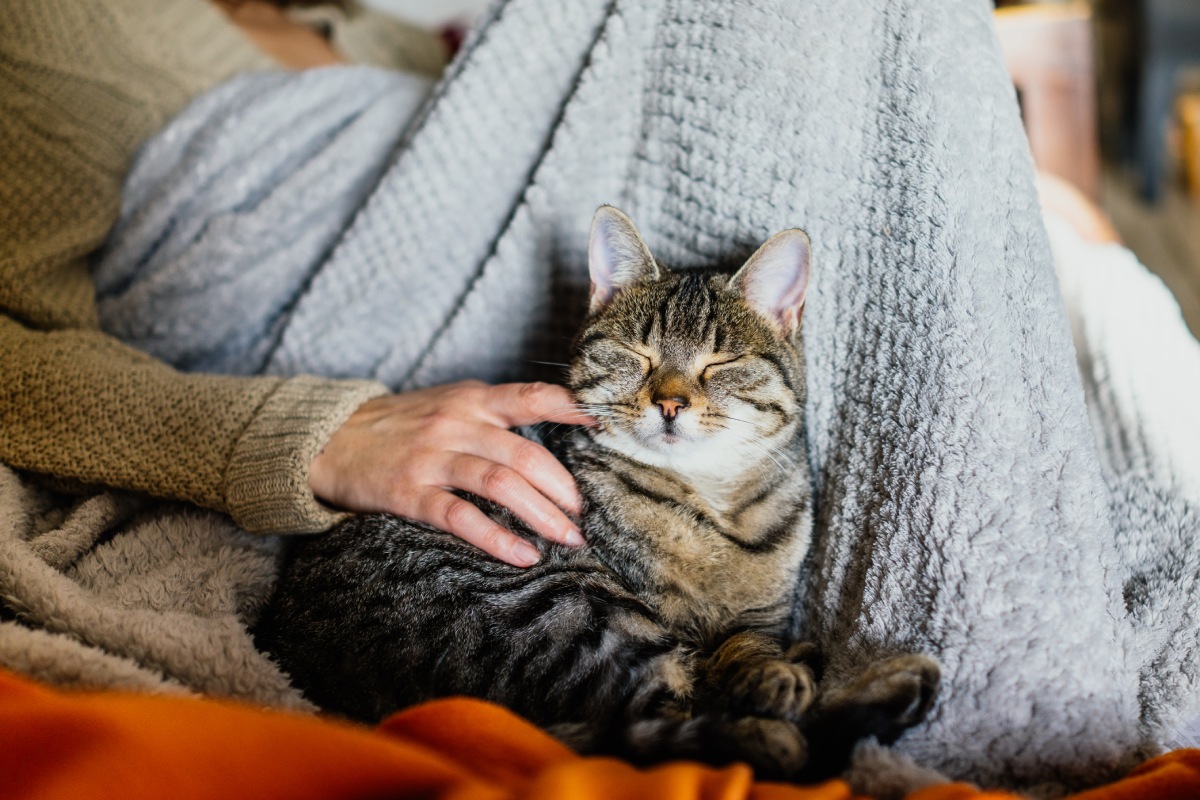 cat-on-a-couch-2022-02-02-03-49-03-utc (1)