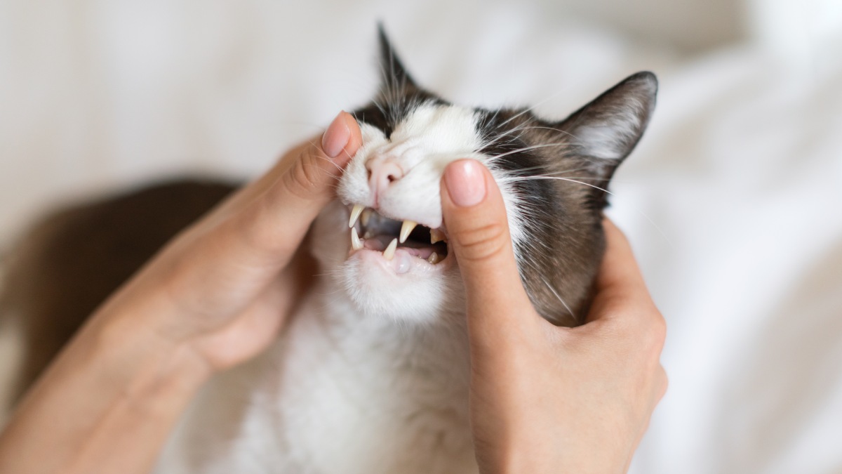 closeup-of-cat-while-pet-owner-examining-it-s-teet-2023-08-01-02-10-28-utc (1)