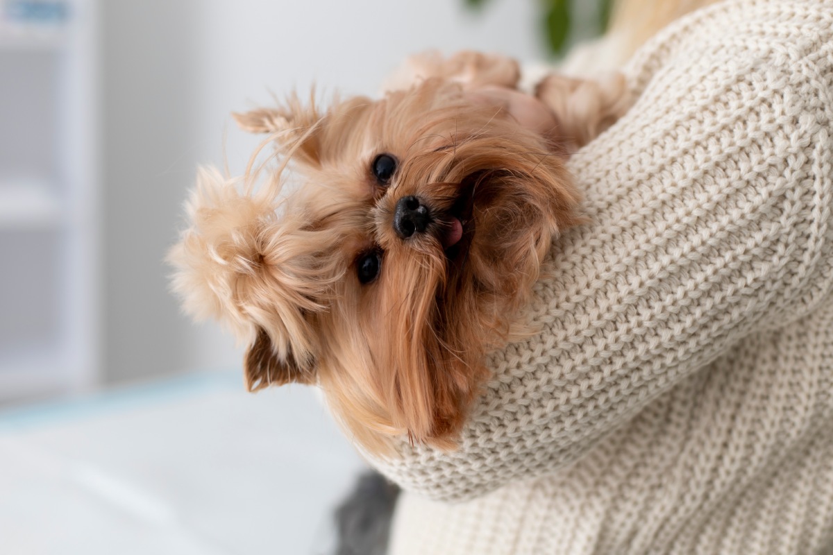 cute-dog-during-consultation (1)