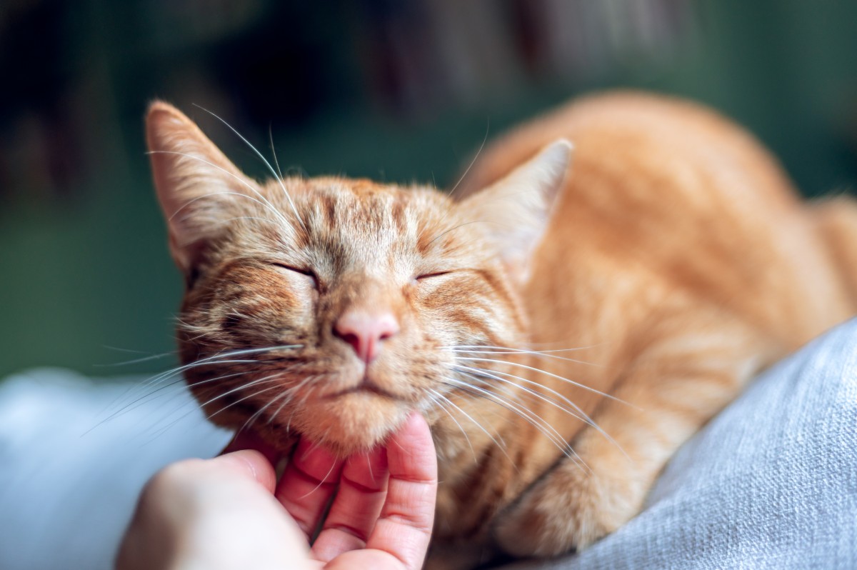cute-ginger-cat-close-up-2022-04-09-06-35-02-utc (1)
