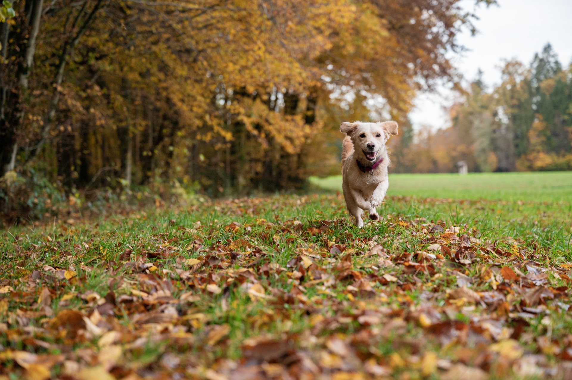 cute-small-dog-running-towards-the-camera-on-a-mea-2022-02-01-22-37-57-utc (1)