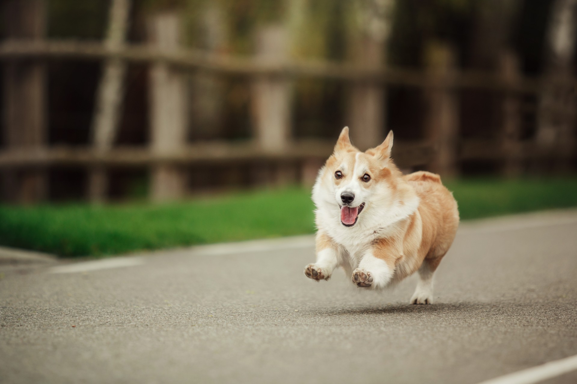 cute-welsh-corgi-dog-outdoor-dog-portrait-pet-on-2022-12-29-00-51-40-utc (1)