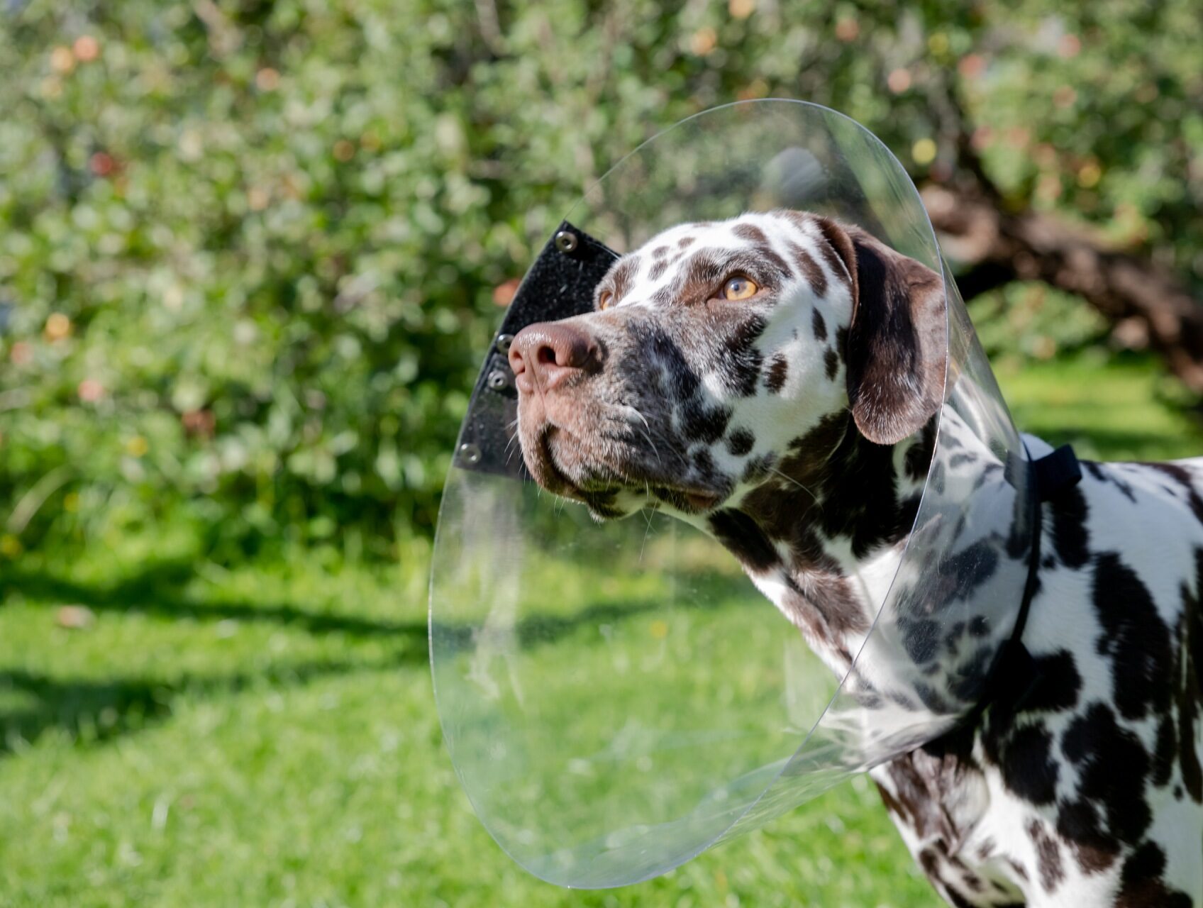 dalmatian-dog-wearing-elizabethan-plastic-cone-med-2022-09-23-23-54-40-utc (2)