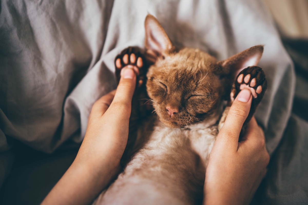 devon-rex-kitten-devon-rex-cat-sleeping-on-bed-2022-02-02-03-59-33-utc (1)