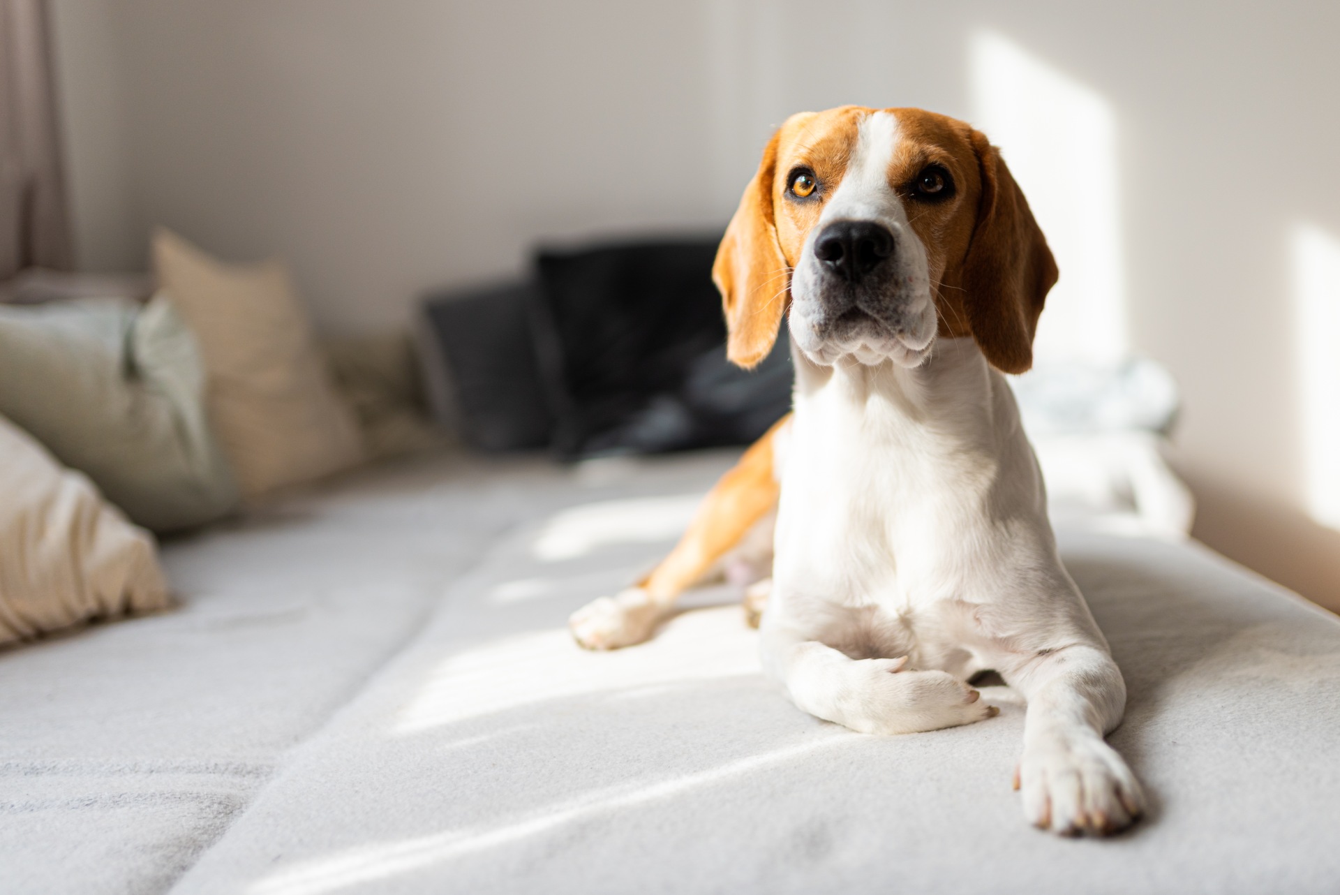 dog-lying-down-on-a-couch-in-bright-room-2021-08-28-15-09-39-utc (1)