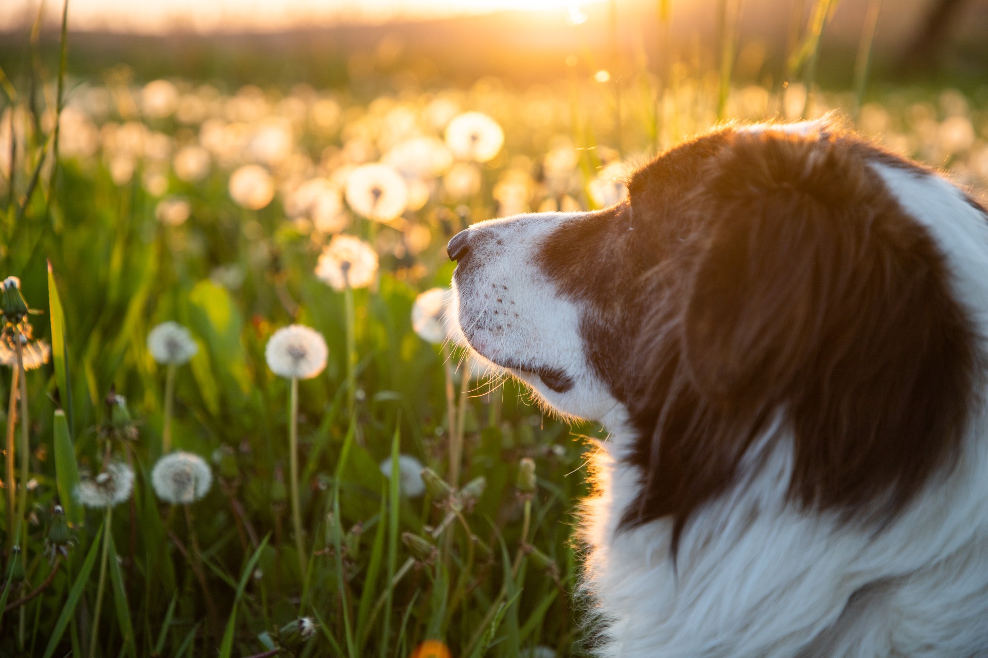 dog-portrait-in-dandelion-field-at-sunset-2022-08-18-06-58-27-utc (2)