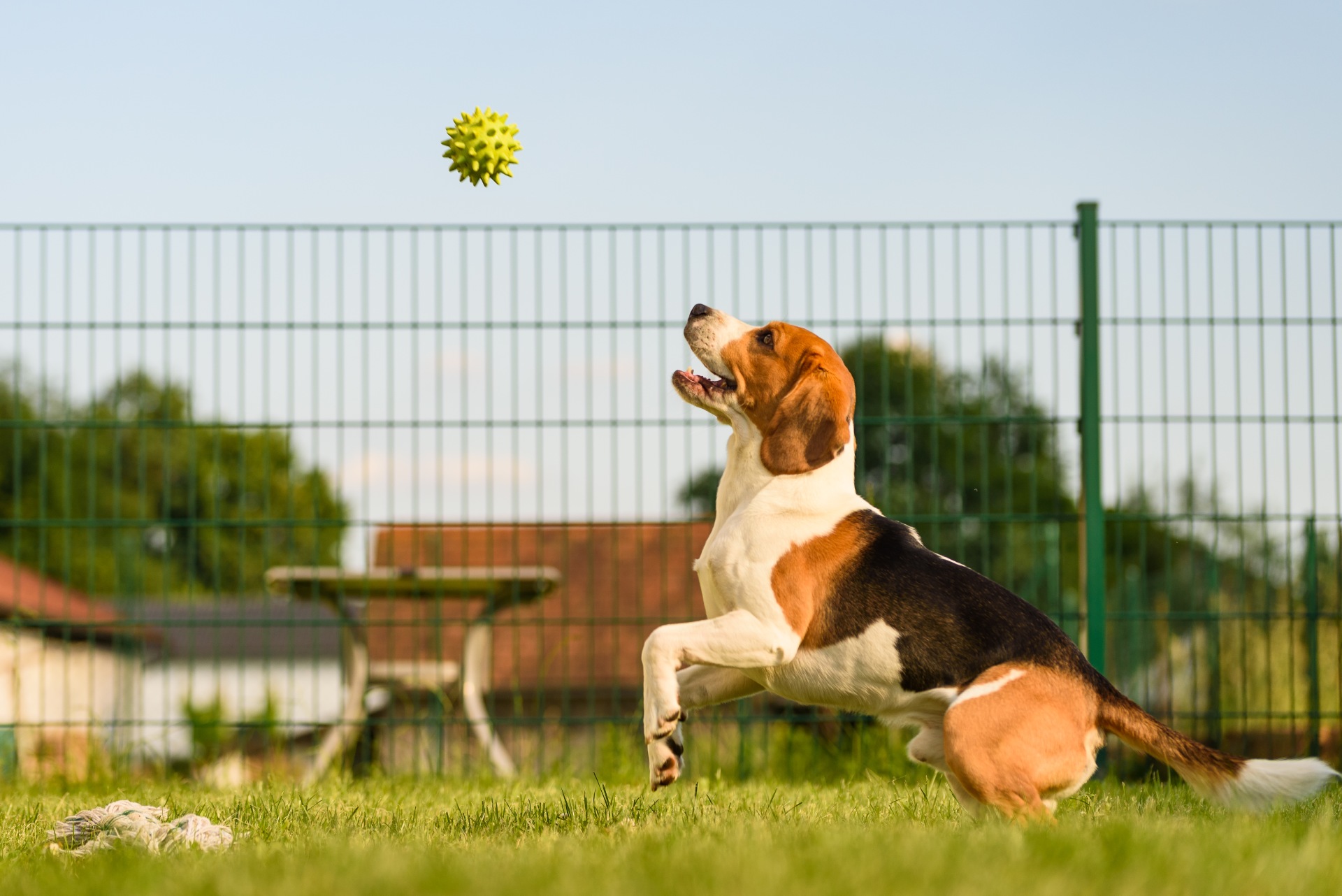 dog-run-beagle-fun-and-jumping-2021-08-28-13-41-24-utc (1)