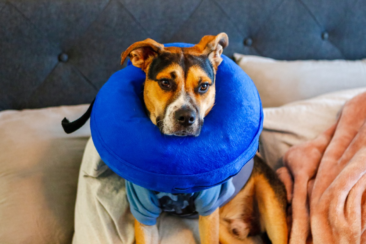 dog-wearing-blue-soft-donut-cone-after-surgical-pr-2022-11-15-18-02-23-utc (1)