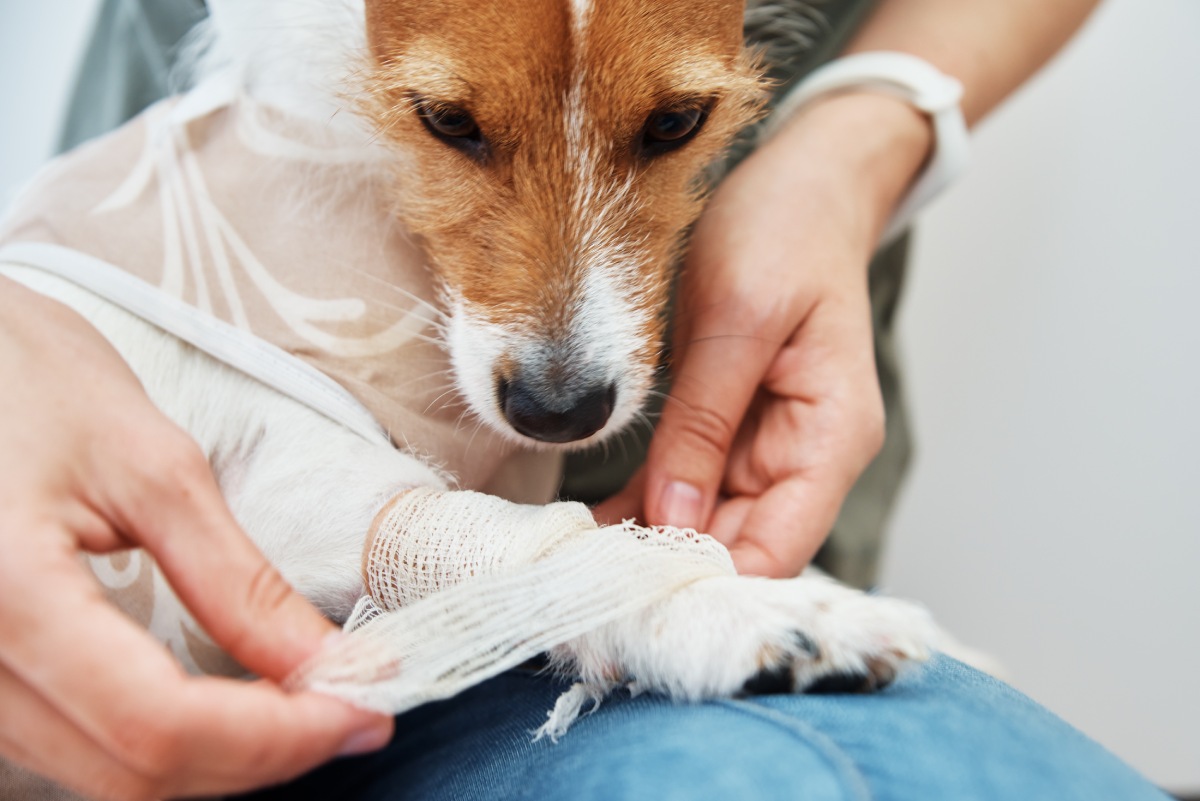 dog-with-a-bandage-on-his-paw-pet-care-2022-12-16-12-38-01-utc (1)