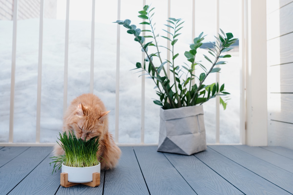 domestic-senior-cat-eating-pet-grass-or-wheatgrass-2022-11-16-23-04-29-utc (1)