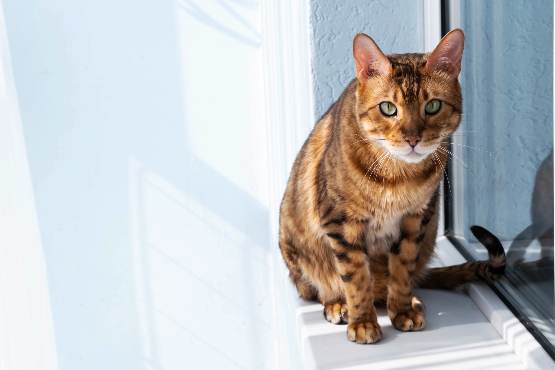 ginger-cat-sitting-on-windowsill-in-the-morning-2022-04-15-20-42-47-utc (1)