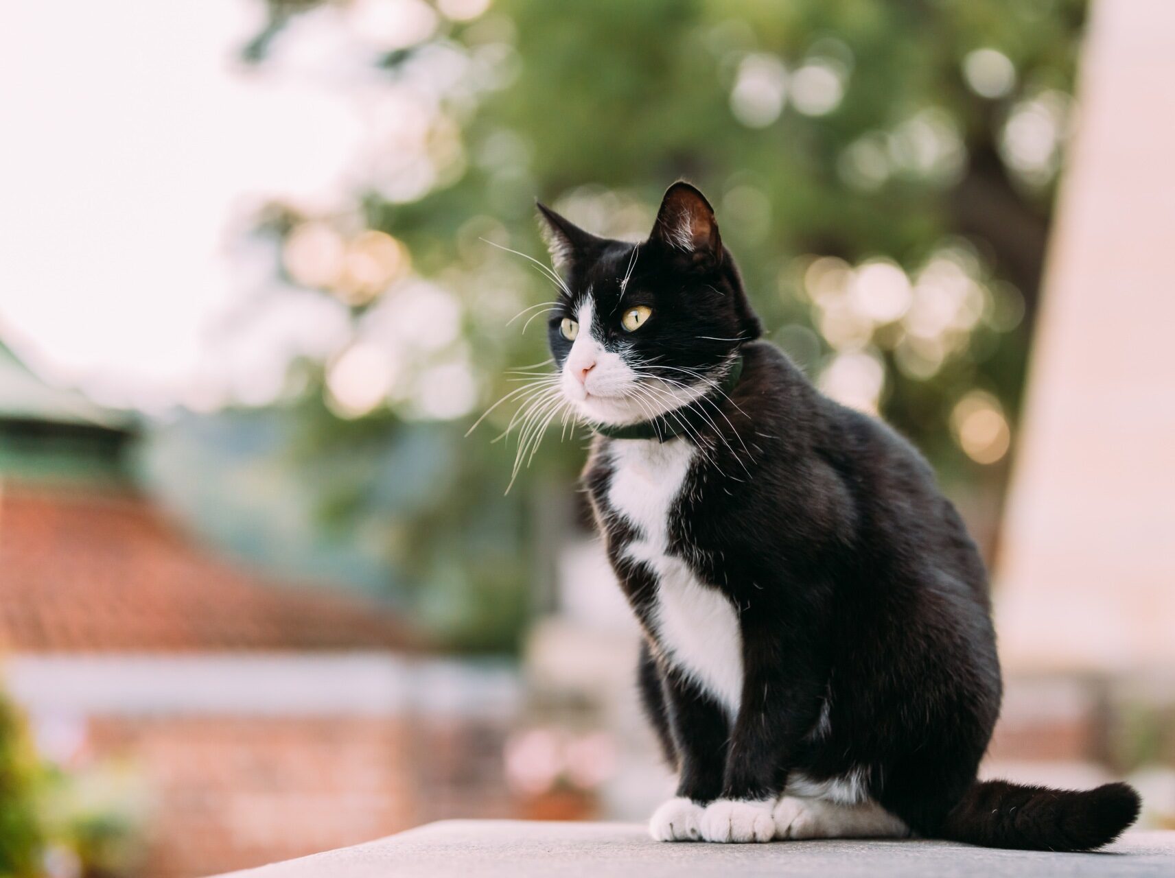 gorgeous-black-and-white-cat-sitting-outdoor-2022-02-02-03-47-54-utc (2) (1)