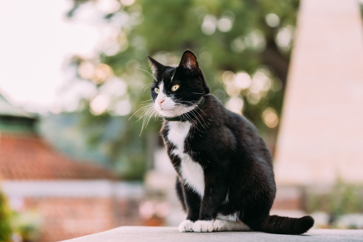 gorgeous-black-and-white-cat-sitting-outdoor-2022-02-02-03-47-54-utc (3) (1)