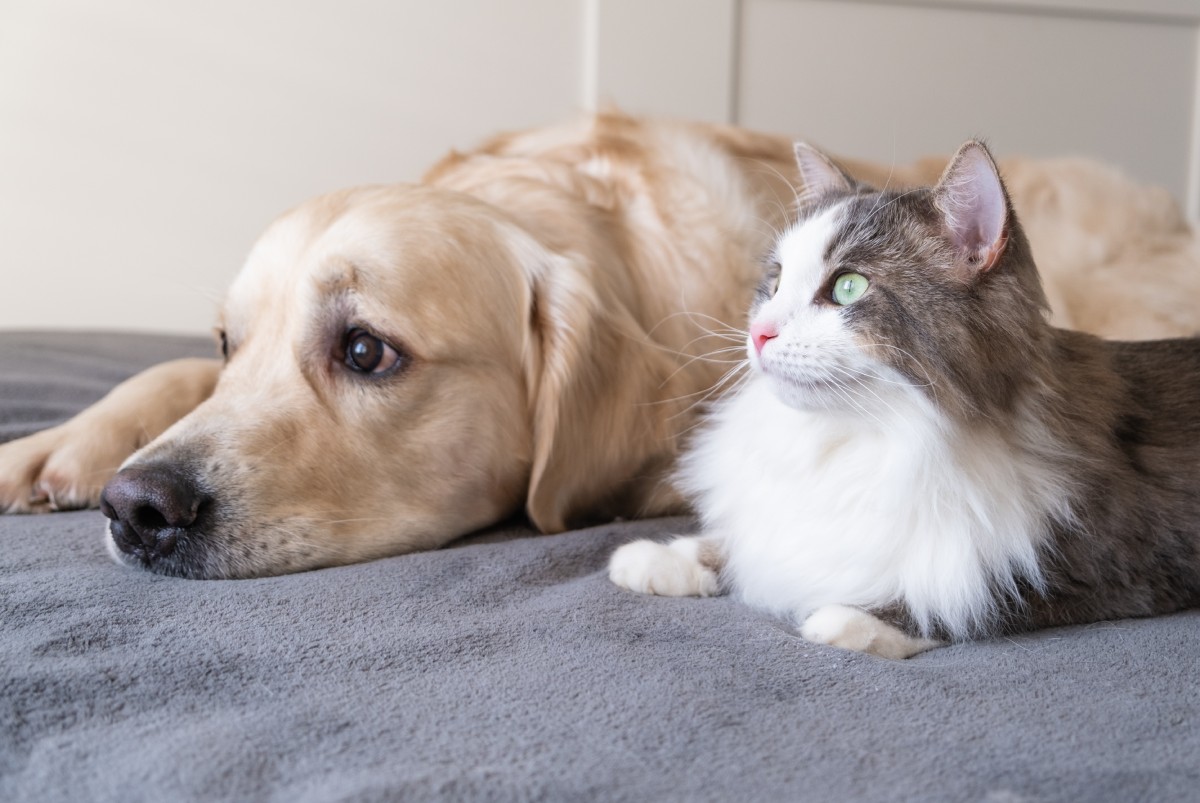 gray-cat-and-dog-golden-retriever-lie-together-on-2022-11-10-18-00-23-utc (1)