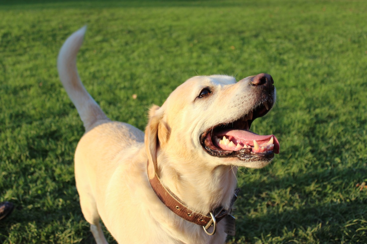 happy-dog-2022-11-03-22-30-14-utc (1)