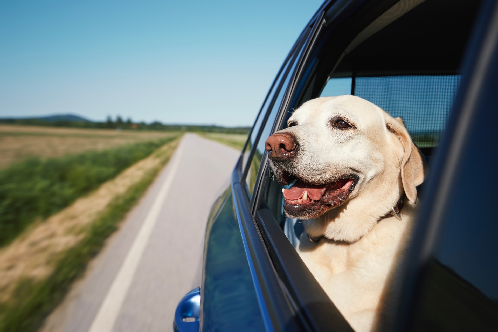 happy-dog-enjoying-summer-road-trip-2023-07-15-06-46-21-utc (1)