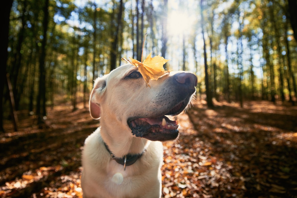 happy-dog-in-autumn-forest-2022-02-02-03-58-20-utc (1)