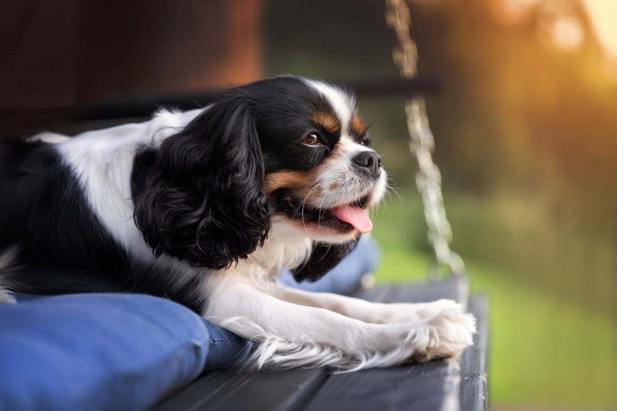 happy-dog-relaxing-in-sunset-light-2021-08-26-17-12-47-utc (2)