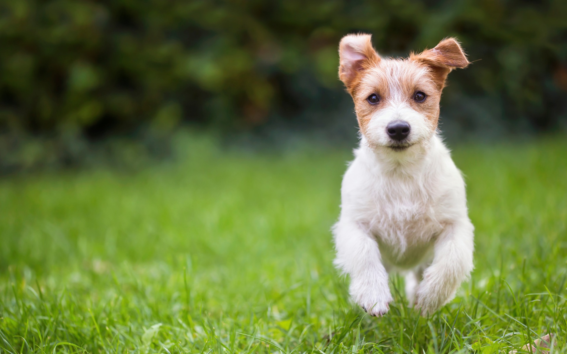 jack-russell-happy-pet-dog-puppy-running-in-the-gr-2021-08-26-17-20-01-utc (2)