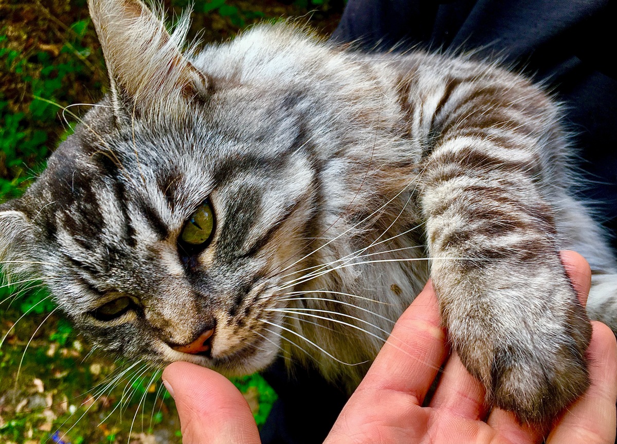 old-cat-2022-11-17-09-21-59-utc (1)