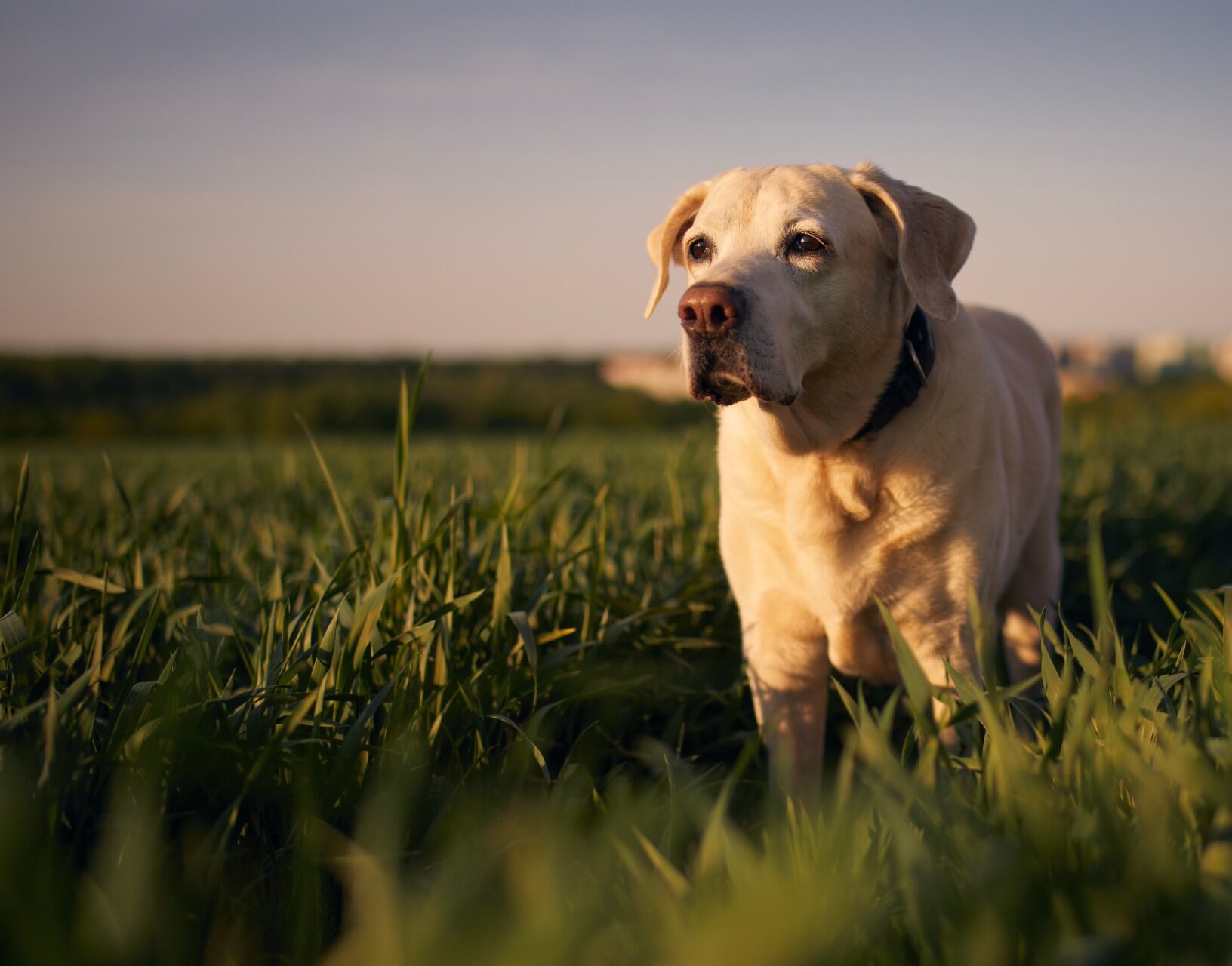old-dog-looking-at-sunset-2022-07-04-23-07-32-utc (1)