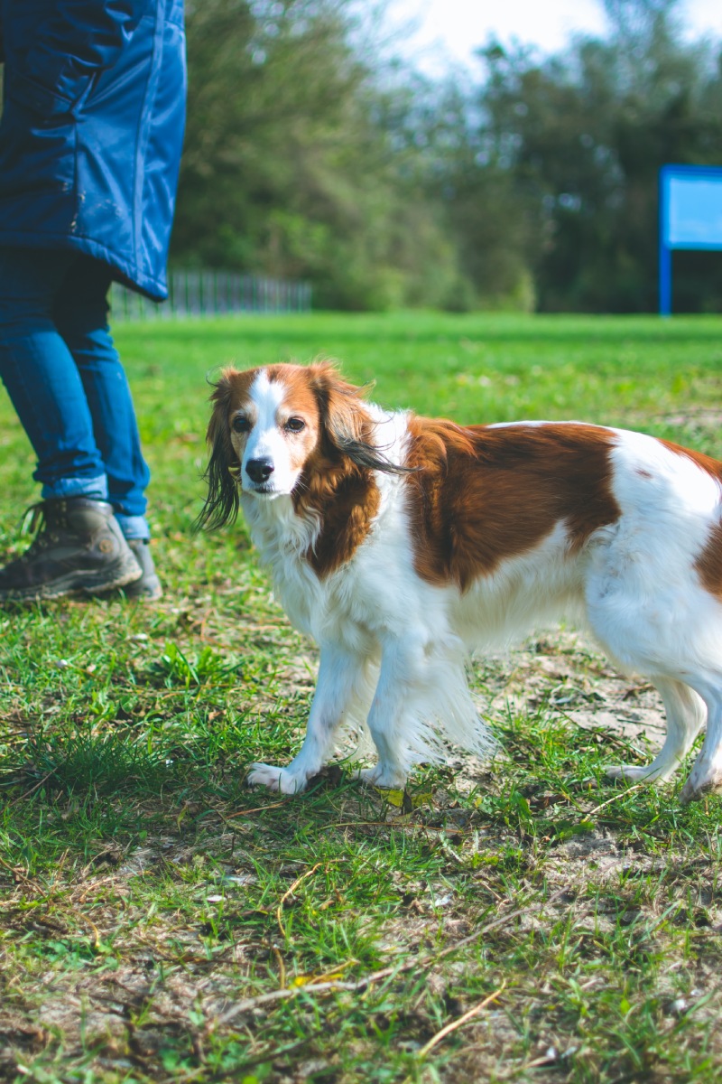 portrait-of-an-old-dog-a-loyal-dutch-breed-het-k-2022-11-03-10-45-44-utc (1)