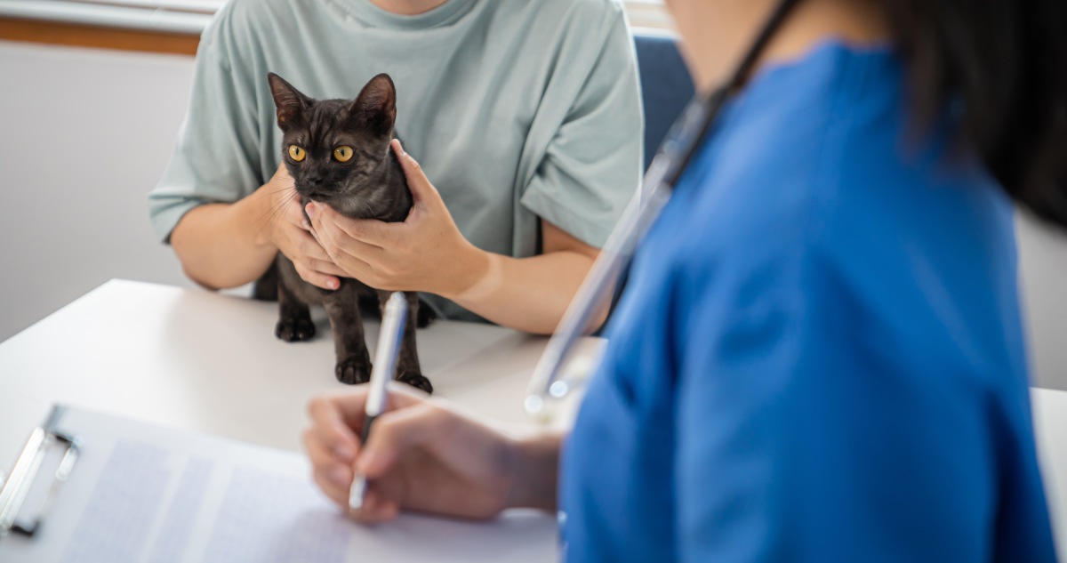 professional-vet-doctor-helps-cat-owner-cat-holdi-2023-08-17-15-31-32-utc (1)