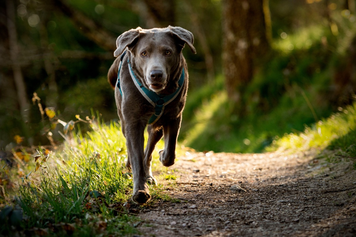 running-labrador-dog-2023-01-10-02-22-56-utc (1)