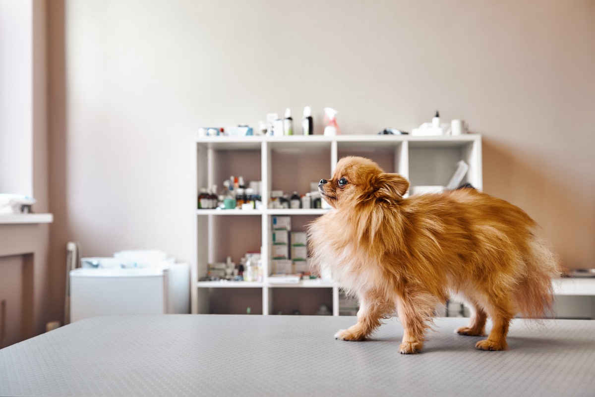 small-but-brave-portrait-of-cute-little-dog-stand-2021-12-09-15-00-23-utc (1)