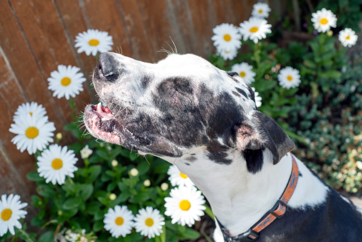 sneezing-dog-in-spring-2022-11-14-06-48-57-utc (1)