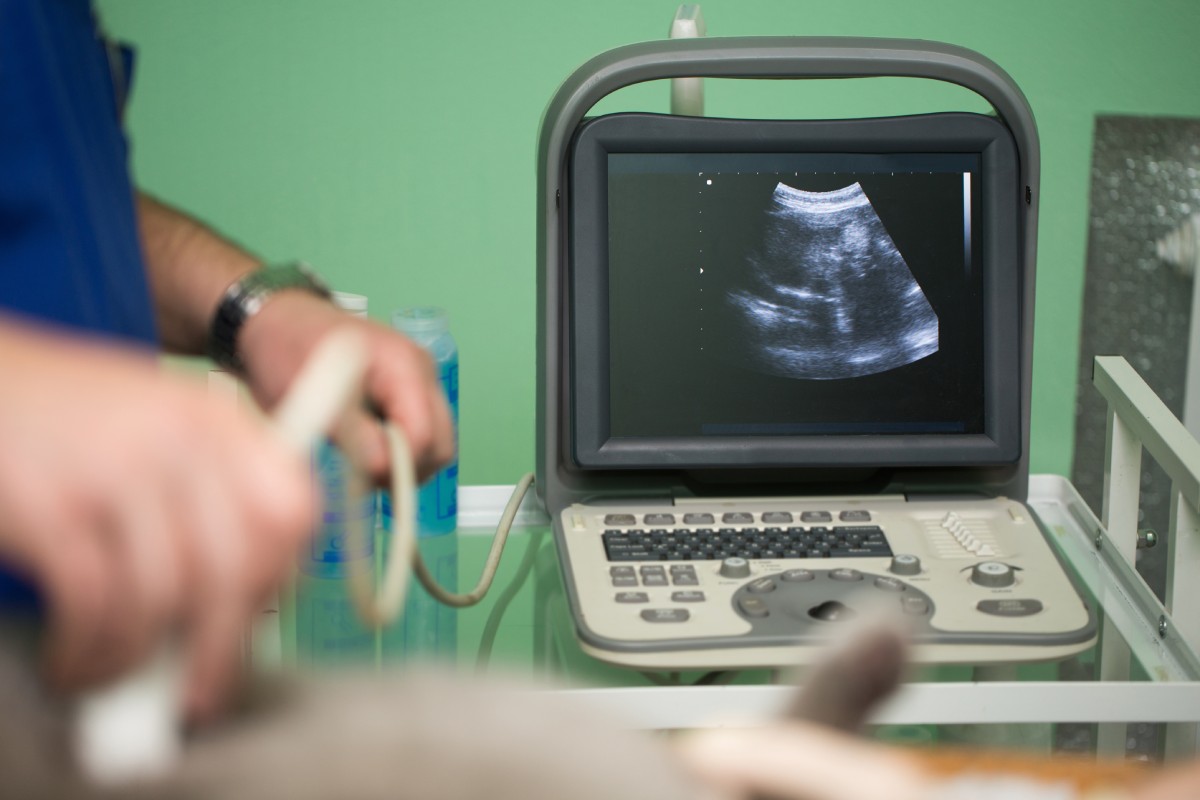 the-vet-does-an-ultrasound-cat-in-clinic-2022-12-21-12-19-15-utc (1)