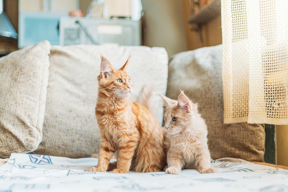 two-funny-curious-young-red-ginger-maine-coon-kitt-2022-02-02-04-48-54-utc (1)