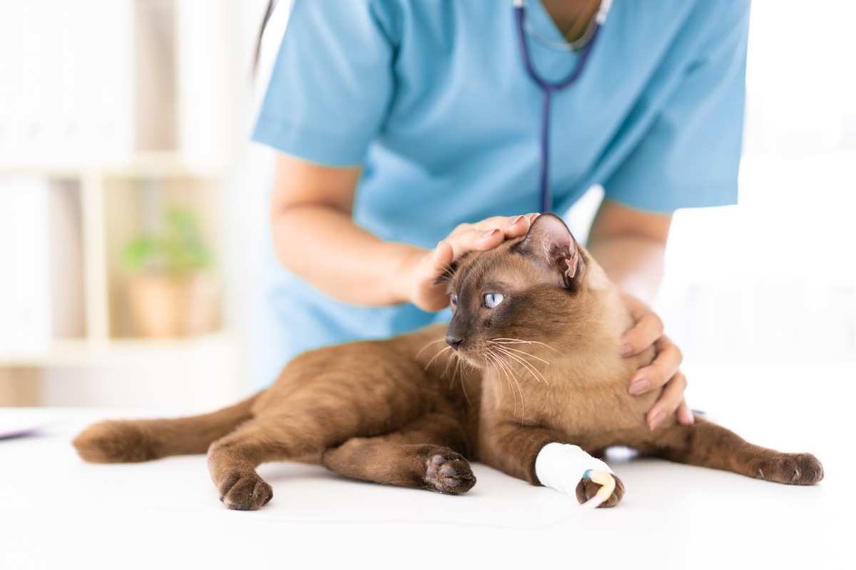 unidentified-veterinarian-is-gently-petting-the-ca-2022-09-18-19-26-35-utc (1)
