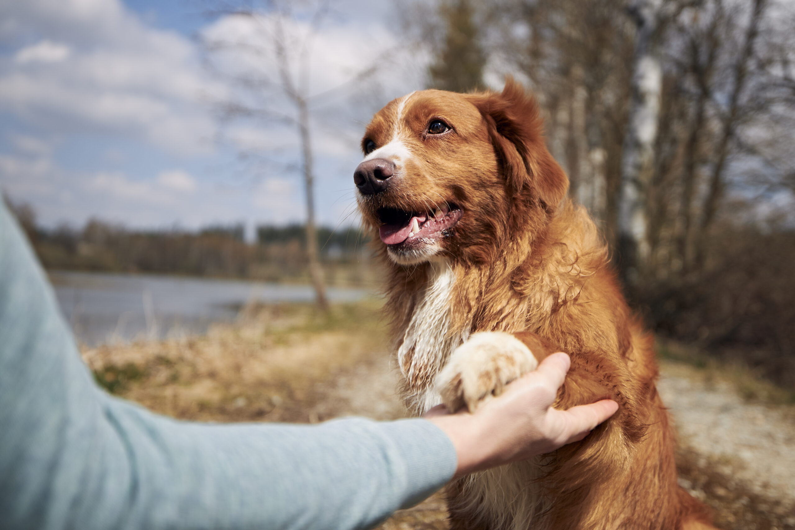 Cute dog giving paw his owner