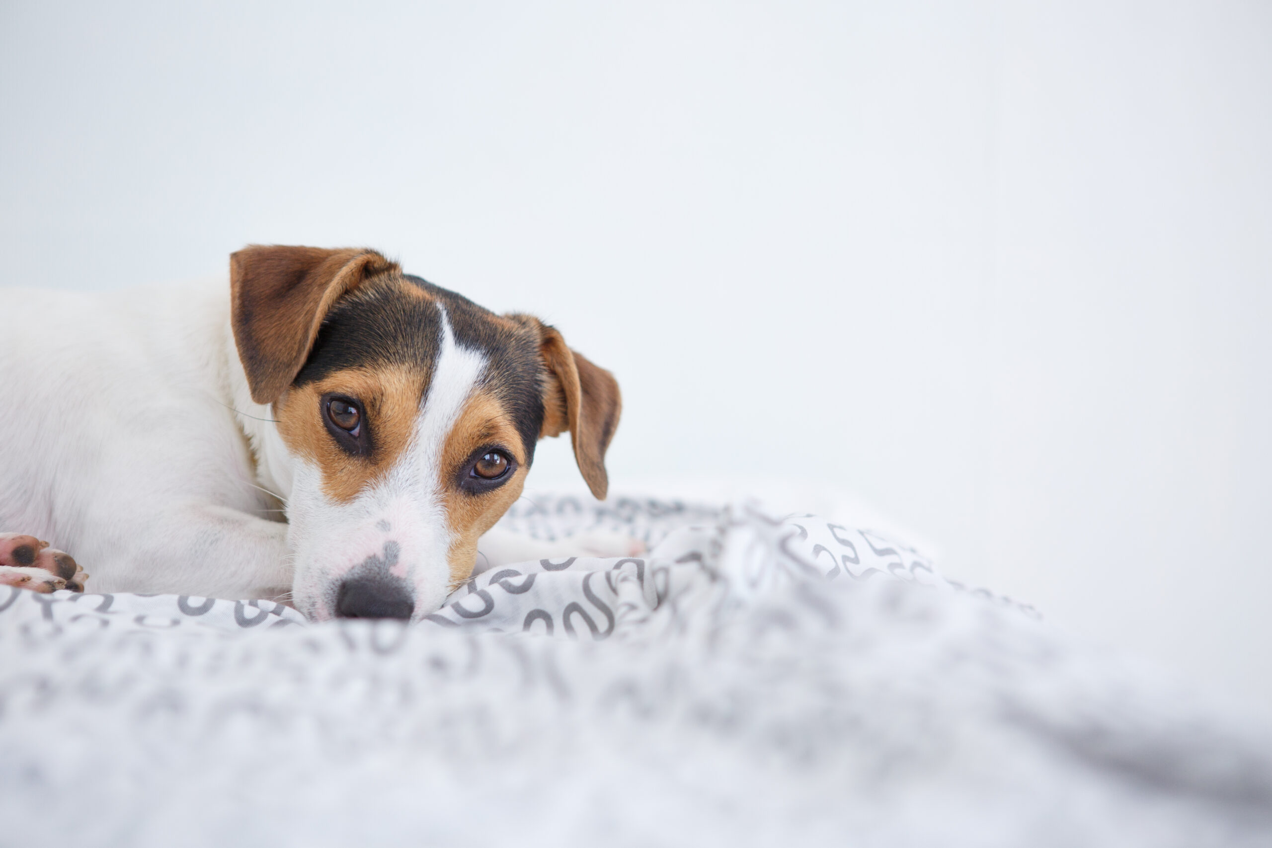 Cute pet dog lying on bed