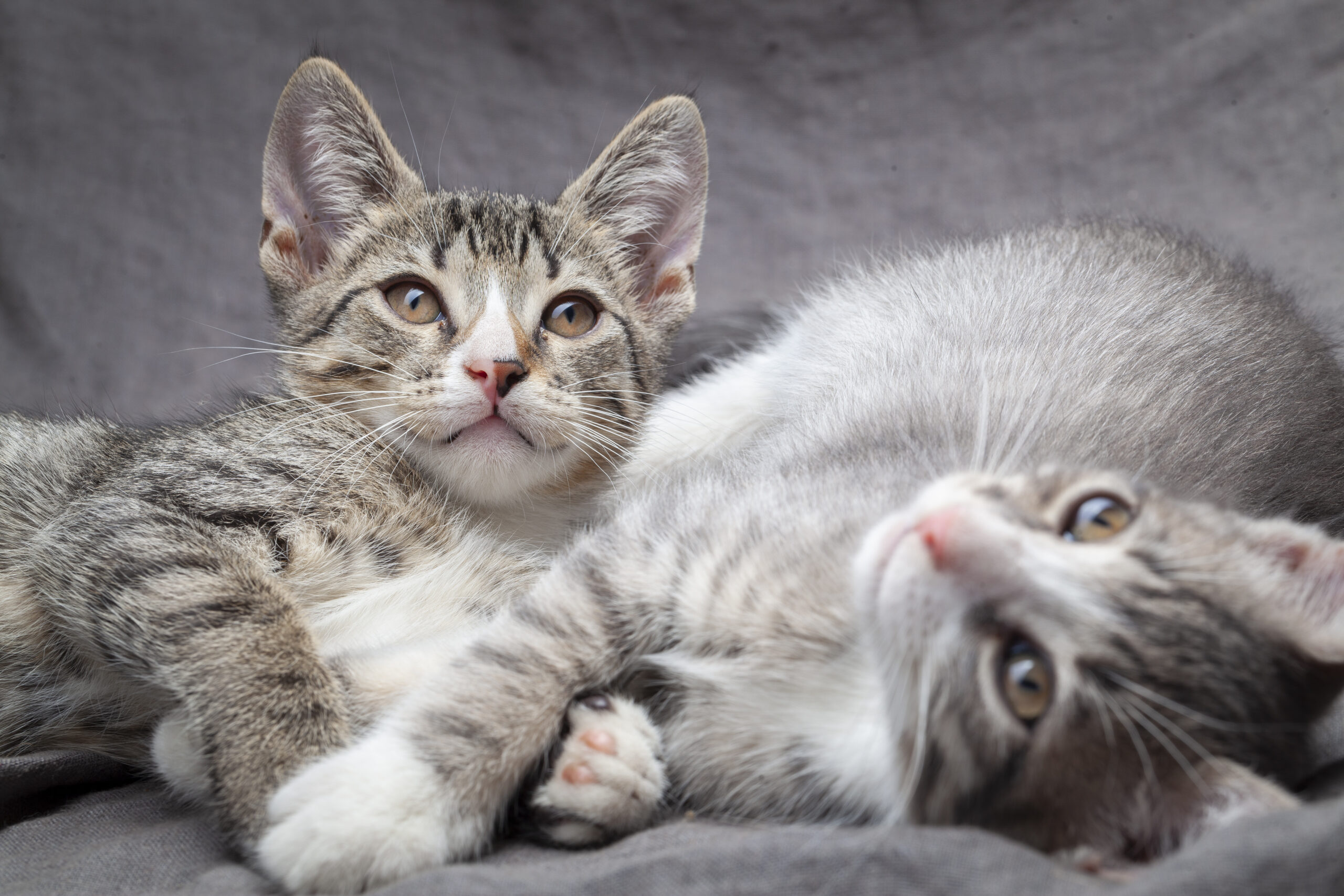A pair of playful young gray striped kittens lying on grey