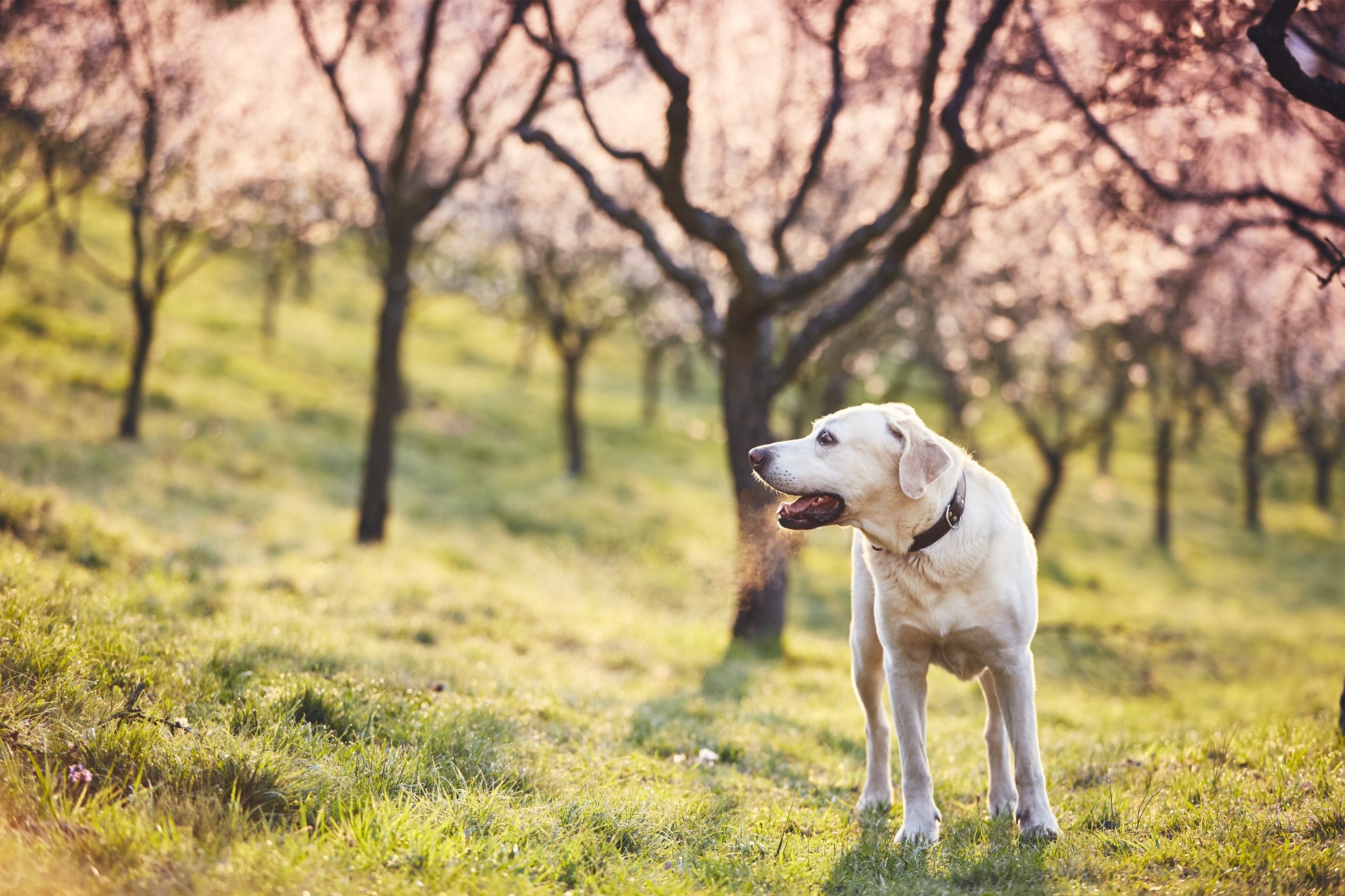 dog-in-spring-nature-2021-08-26-22-38-54-utc (1)