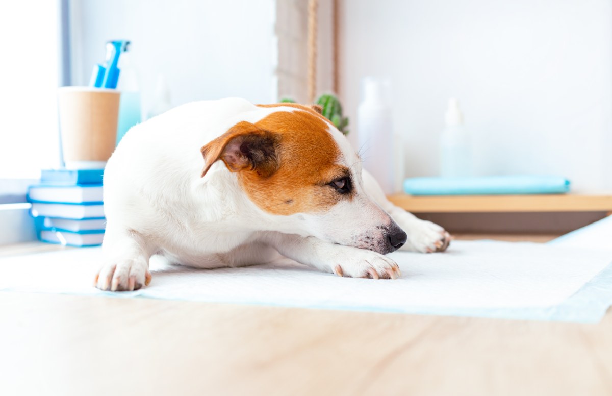 dog-lying-on-the-table-at-the-reception-at-the-vet-2021-10-21-02-26-32-utc (1)