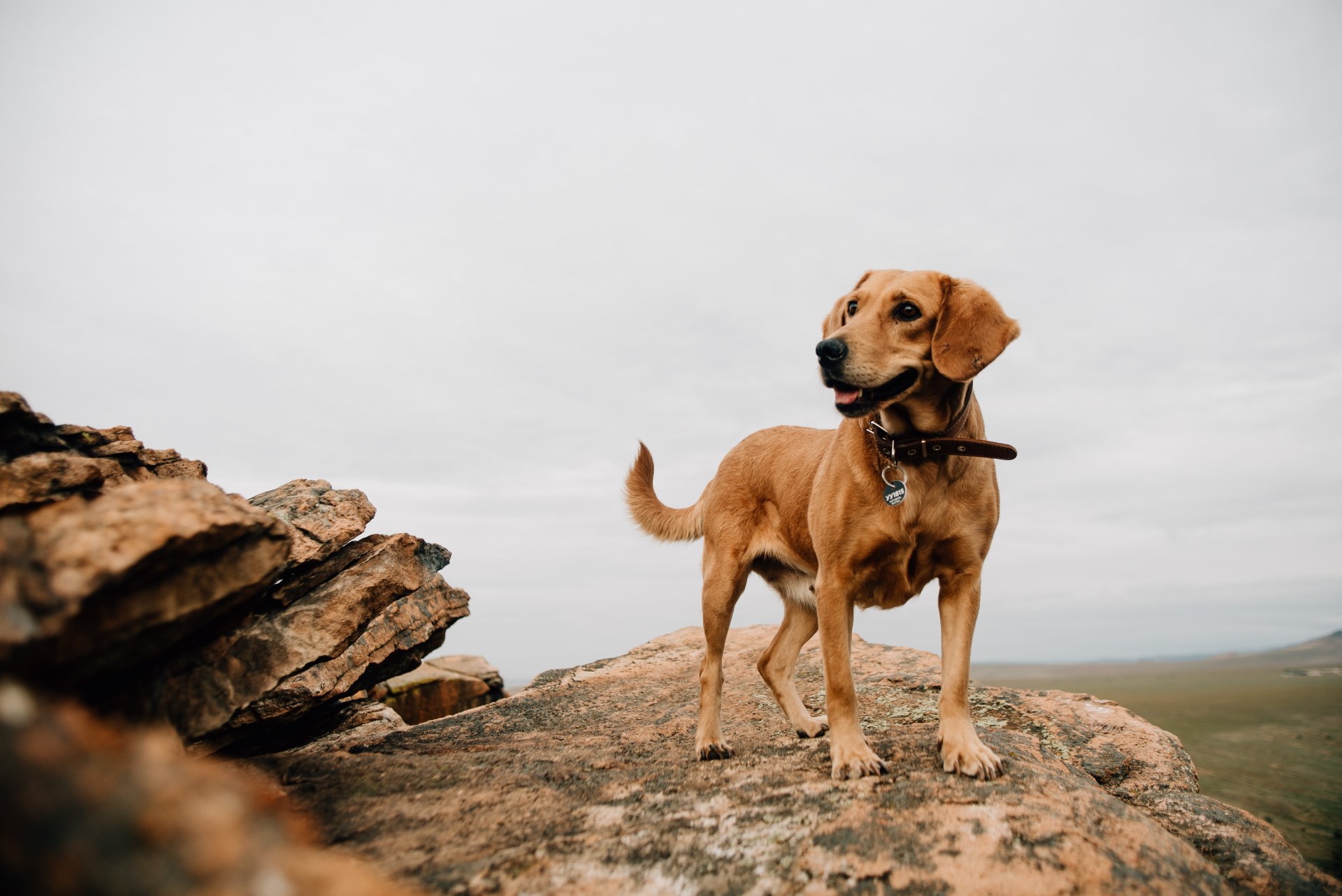 happy-dog-2022-11-15-22-10-32-utc (2) (1)