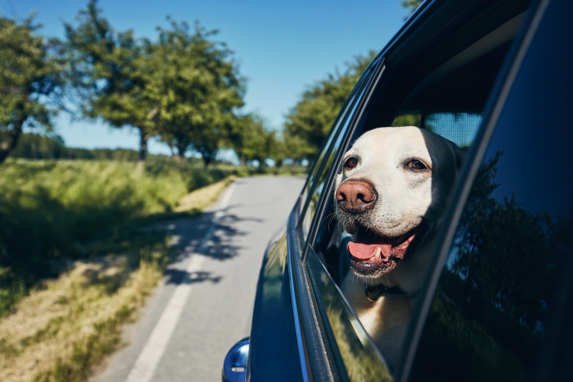happy-dog-travel-by-car-2021-08-29-09-40-57-utc (2) (1)