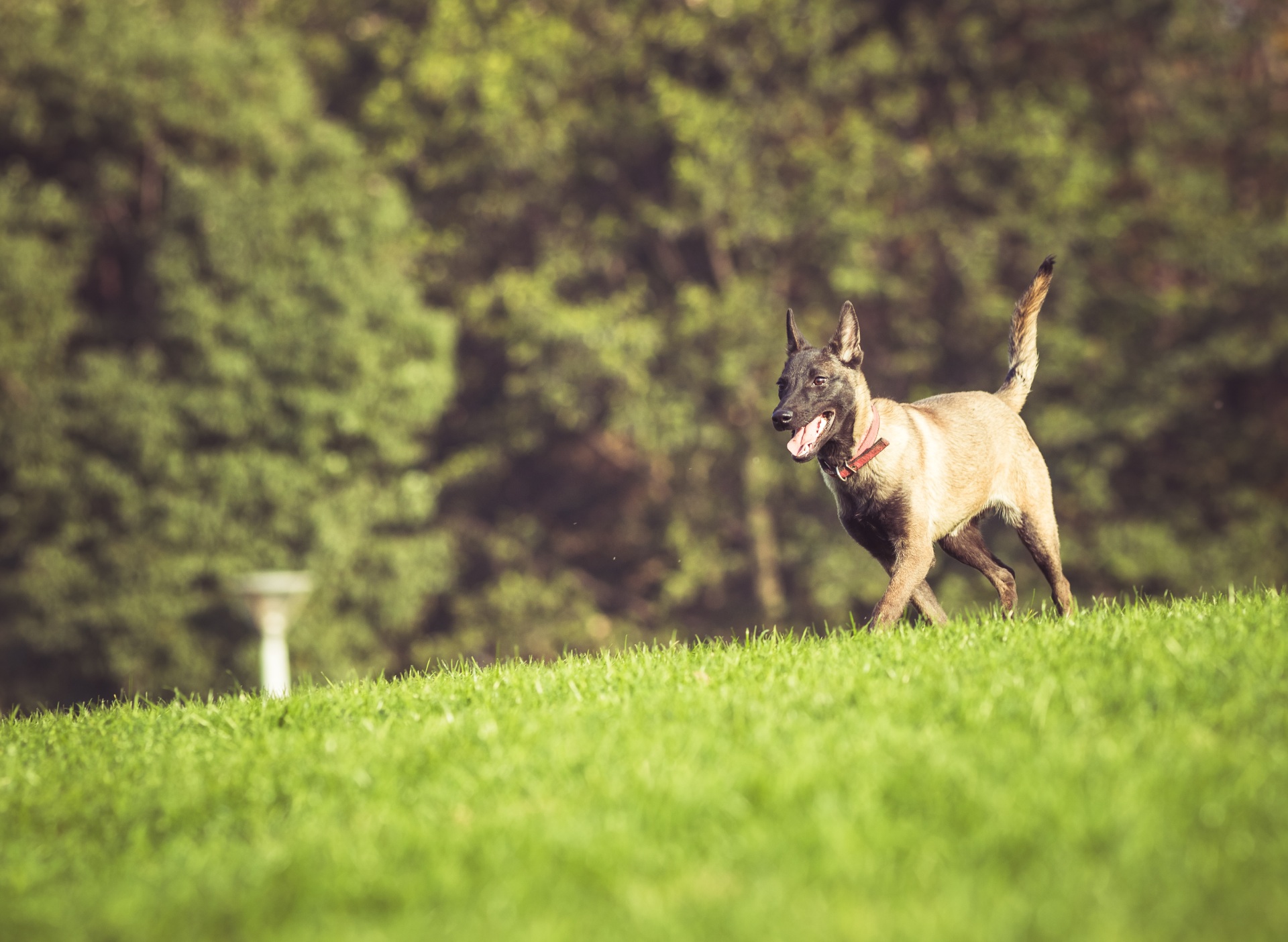 happy-pet-dogs-playing-grass (1)