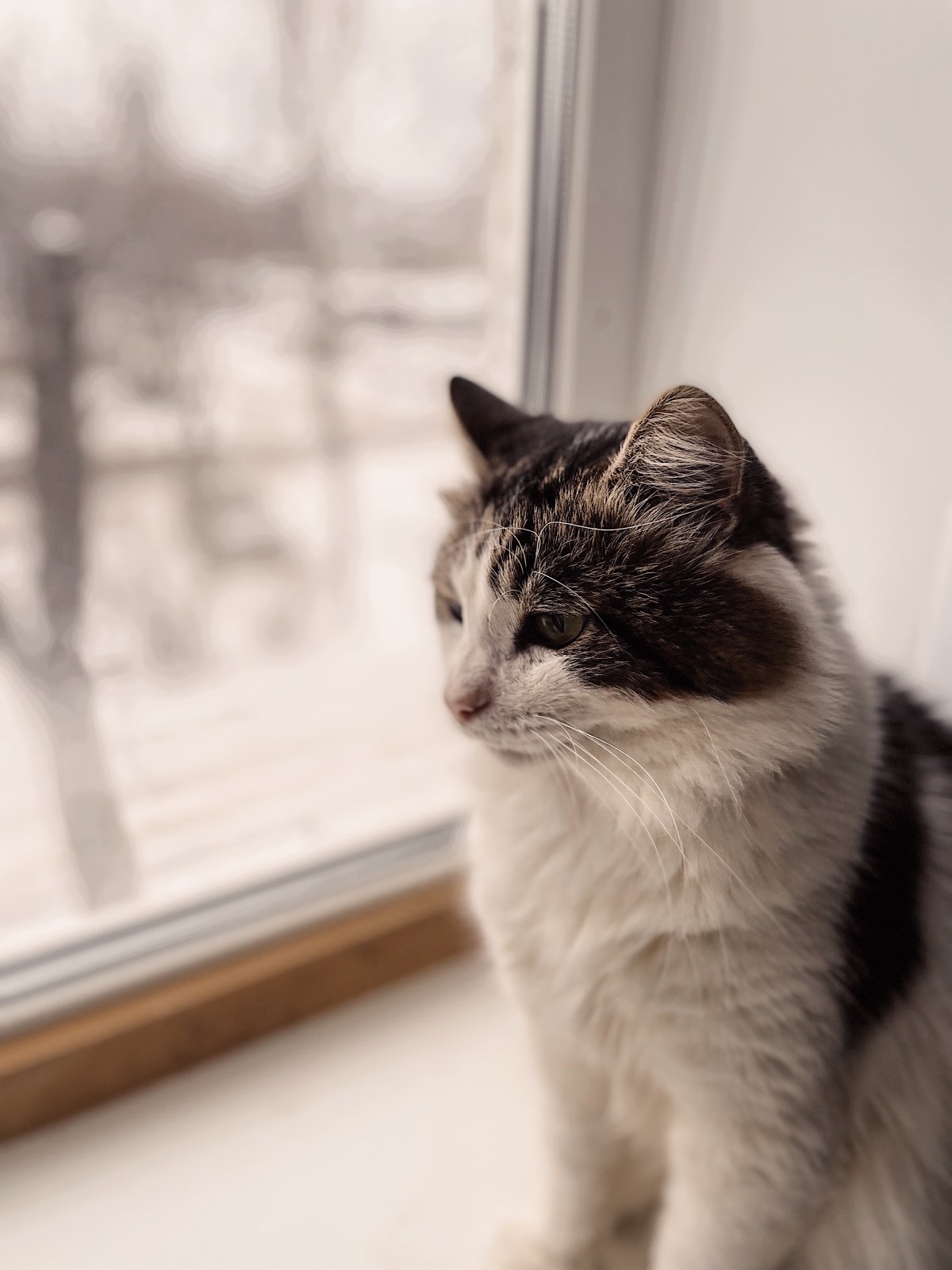 indoors-cat-portrait-2022-11-17-09-21-49-utc (2)