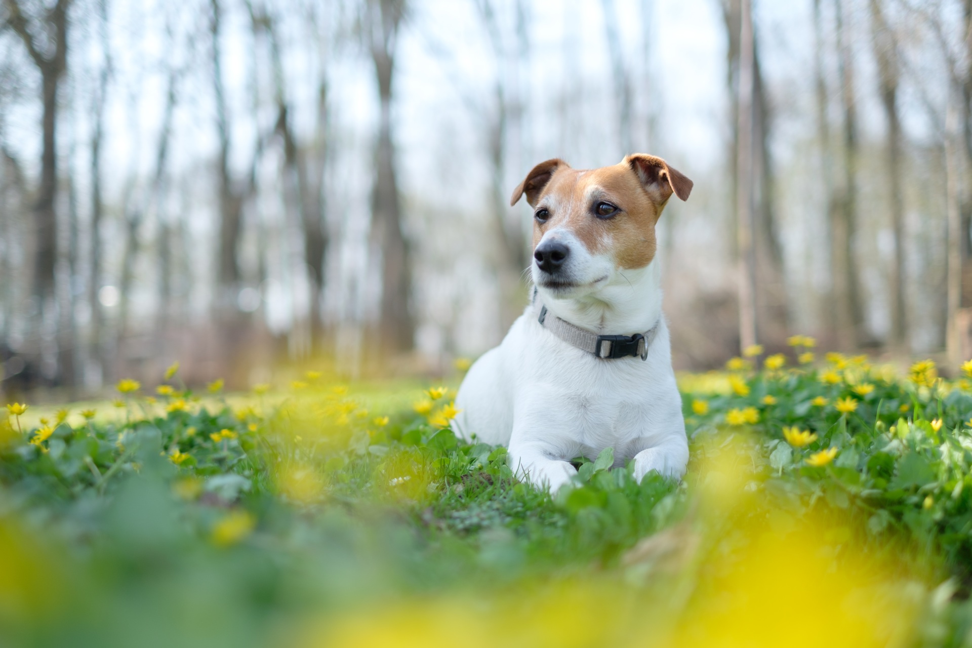 jack-russel-terrier-on-flowers-meadow-2021-08-26-17-02-33-utc (1)
